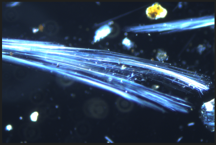 Observation au microscope de fibres d’amiante présentant une teinte bleue caractéristique. Les fibres apparaissent fines, allongées et légèrement courbées, souvent entremêlées les unes aux autres. Leur structure filamentaire forme un réseau dense et irrégulier, avec des extrémités effilées. La coloration bleutée met en évidence leur aspect distinctif, contrastant avec le fond plus clair de l’échantillon.
